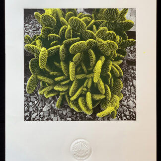Floki Gauvry (AR), "Cactus"
