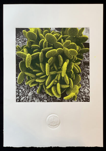 Floki Gauvry (AR), "Cactus"